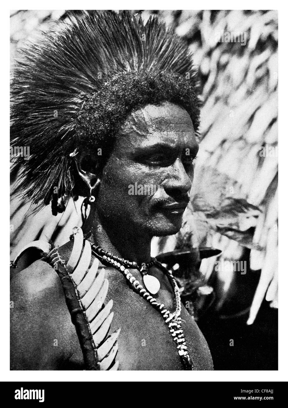 Wanigella Beau émule irritables 1927 Porcupine Banque D'Images