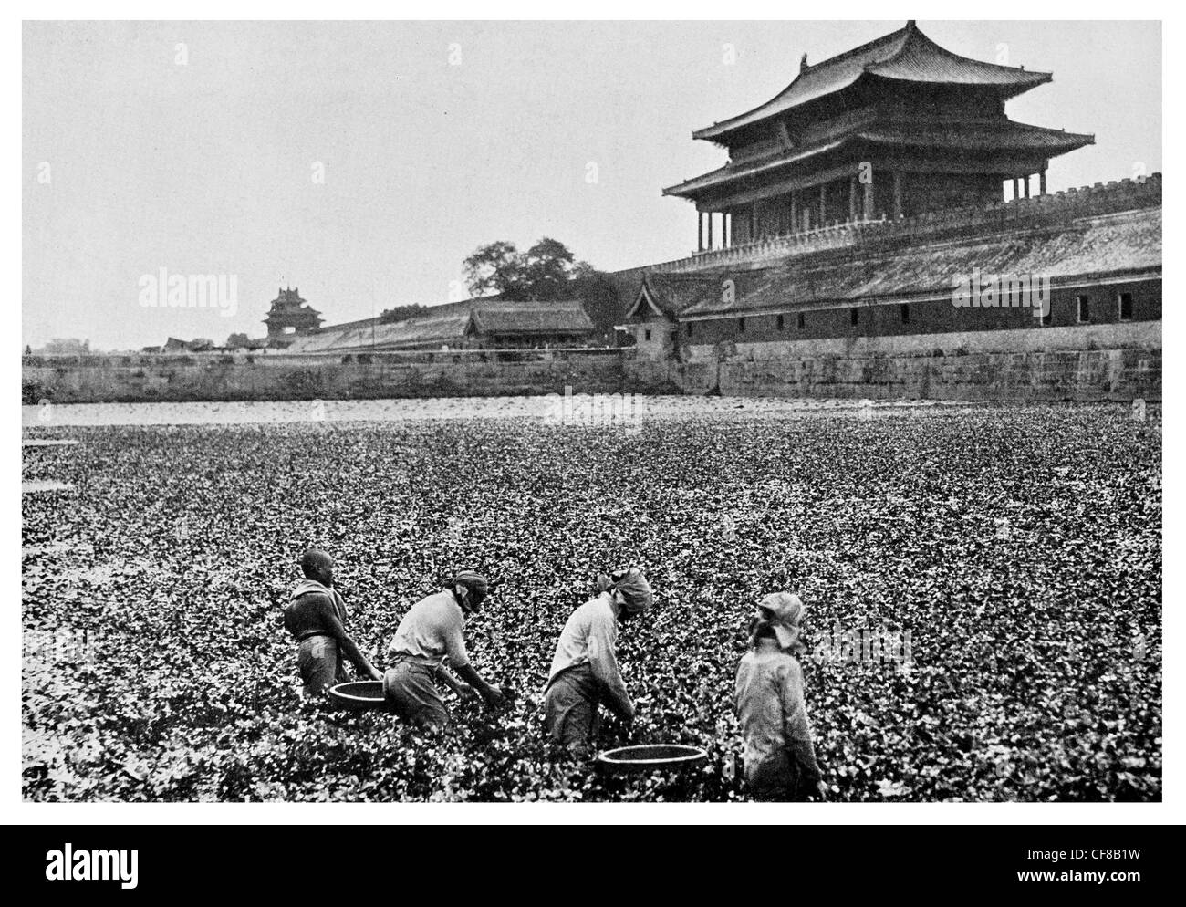 La cité Interdite de Pékin Pékin1927 fleur de lotus Bouddha Banque D'Images