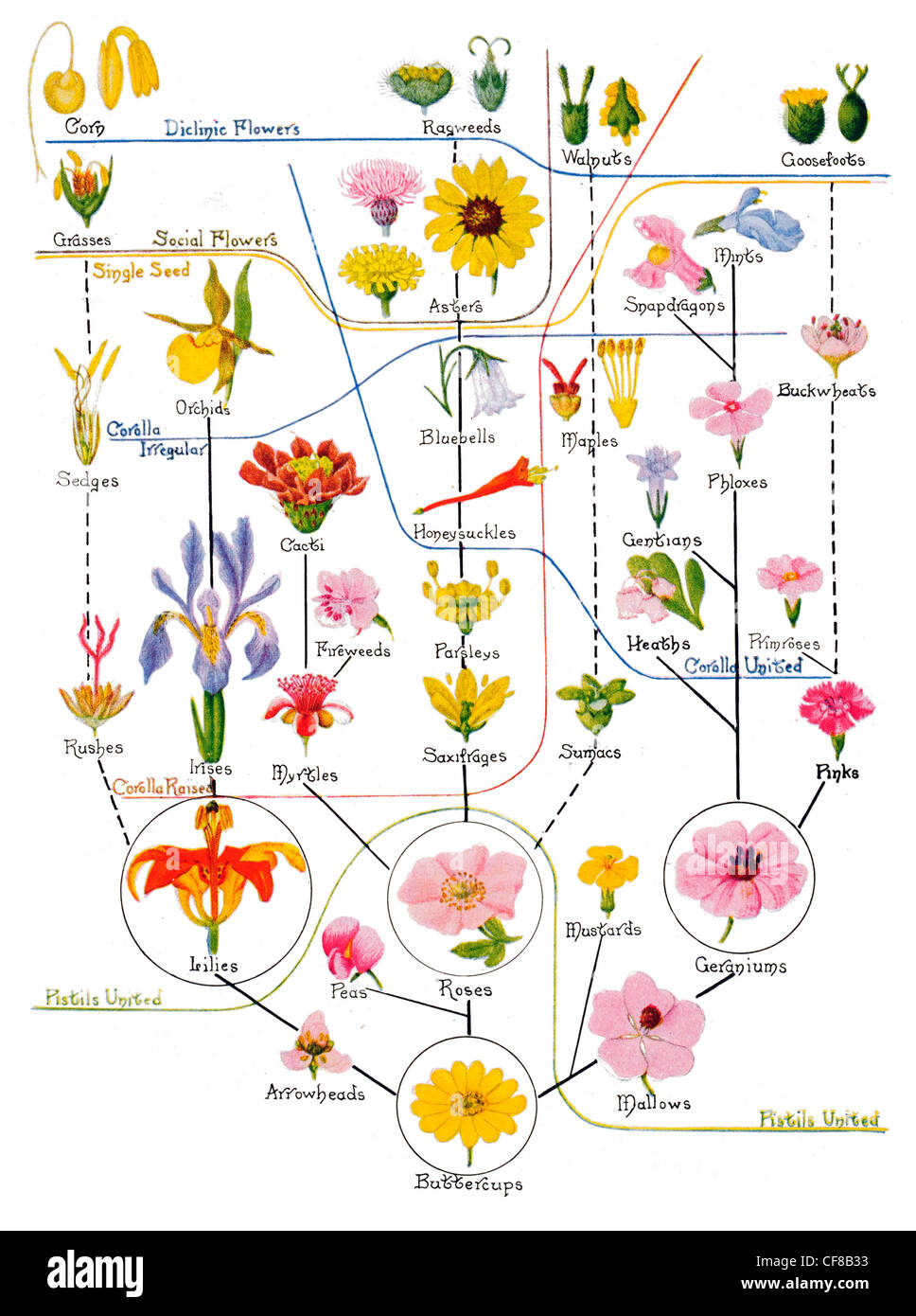 Arbre généalogique famille de Fleurs 1927 Banque D'Images