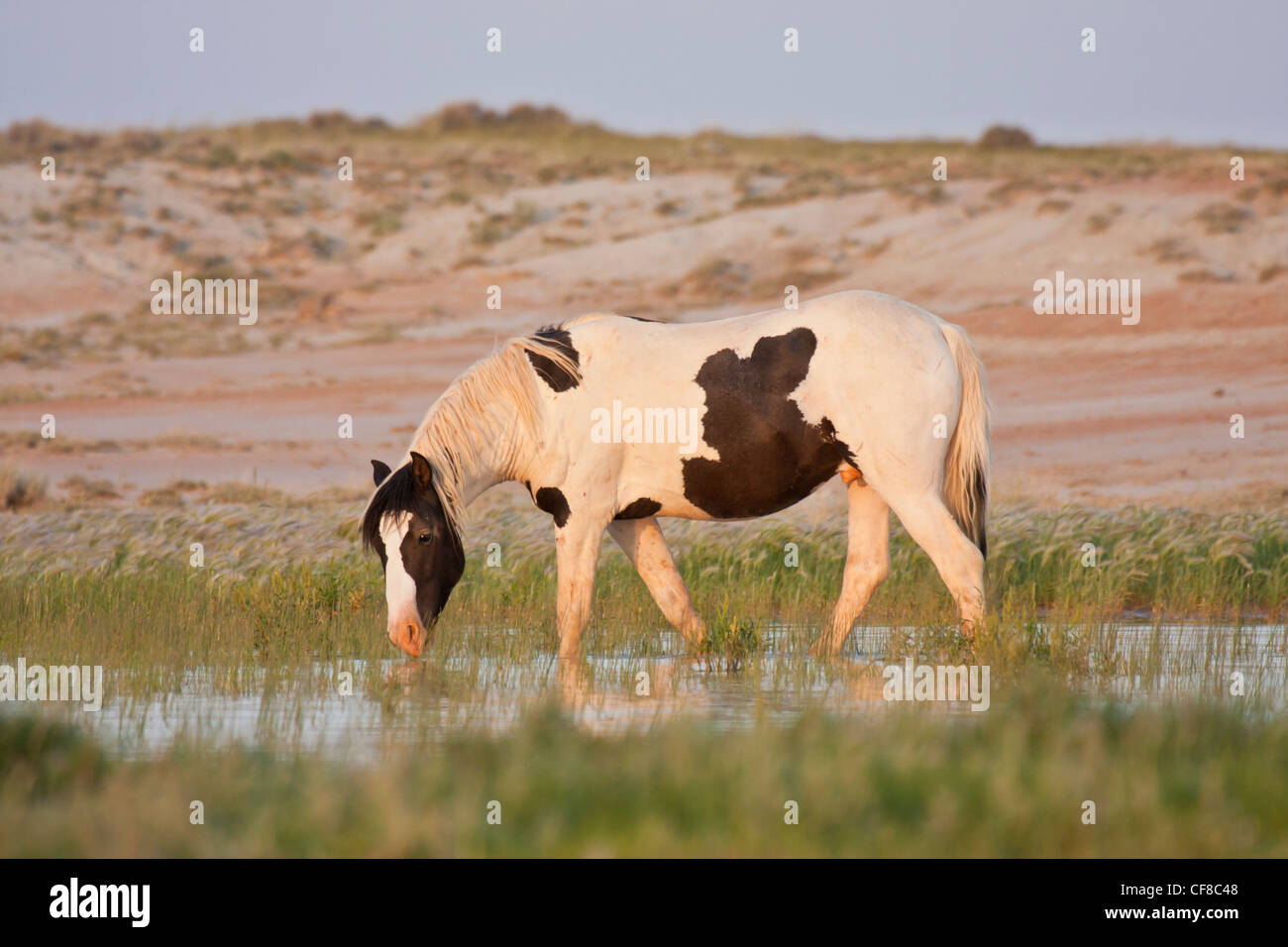 Mustang sauvage à l'eau dans le Wyoming Banque D'Images
