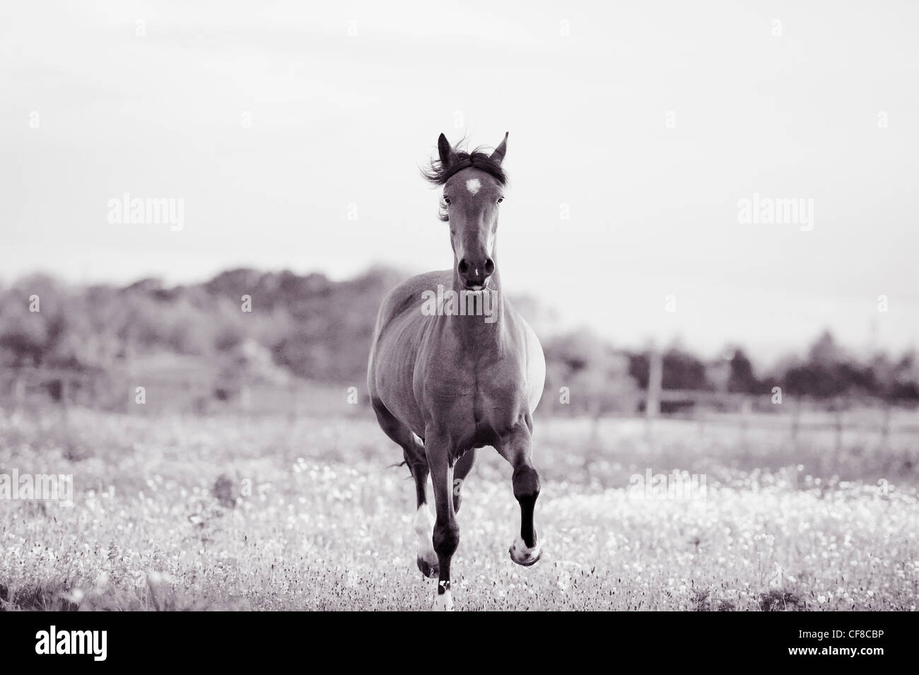 Cheval au galop en marche vers la caméra Banque D'Images