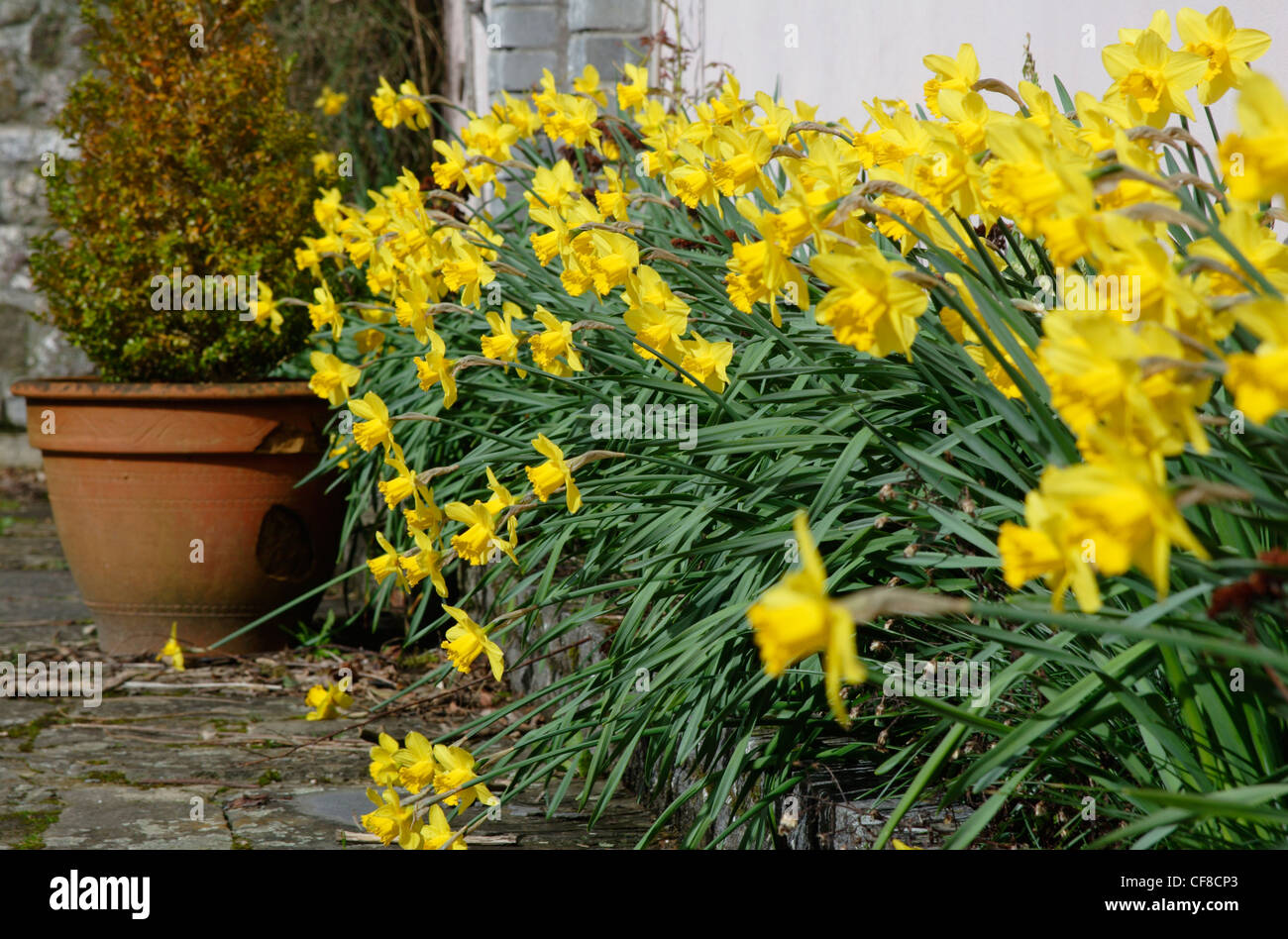 Fleurs de la jonquille (Narcissus pseudonarcissus), pays de Galles, Royaume-Uni Banque D'Images