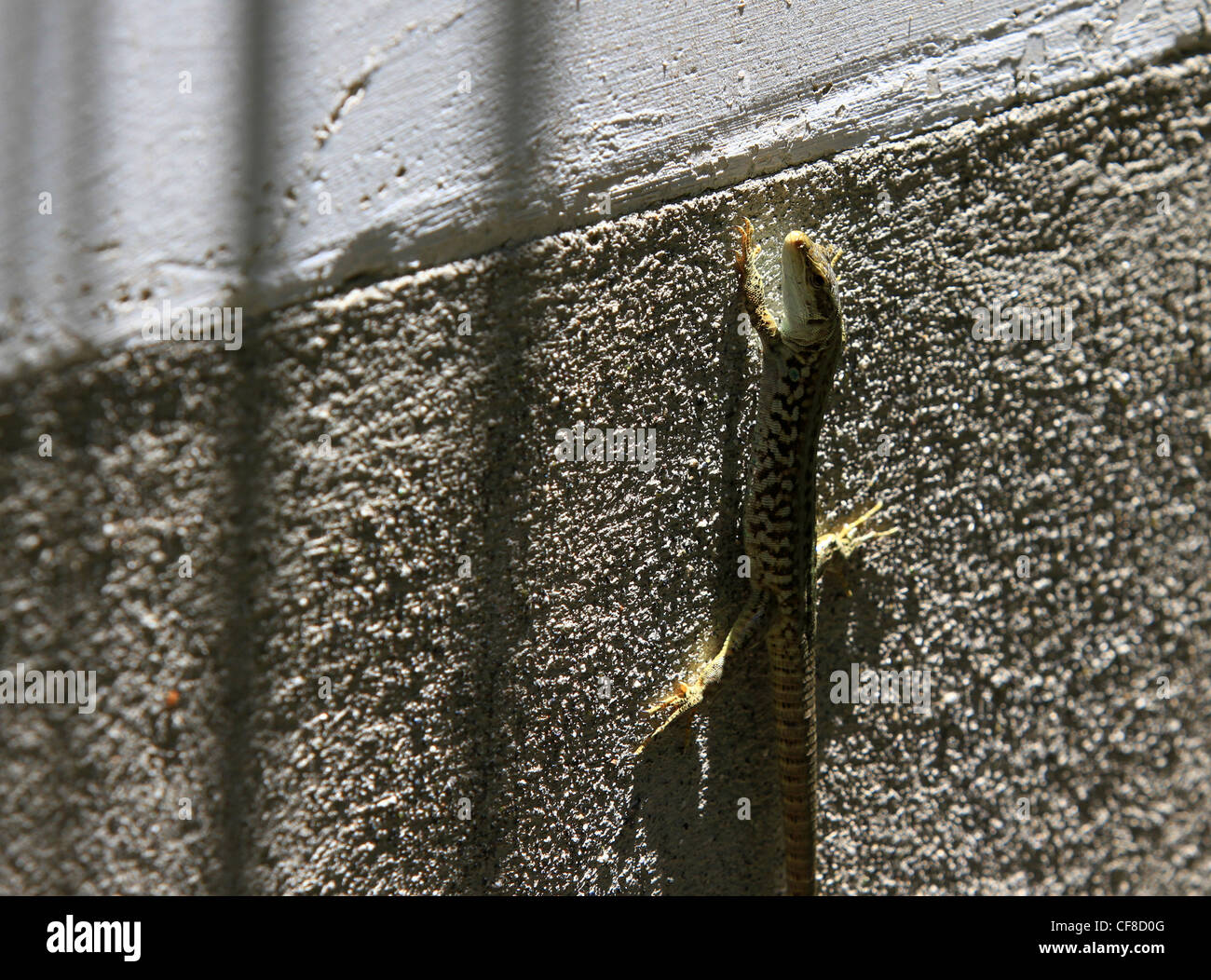 Le lézard vert (Lacerta viridis) est un grand lézard distribués à travers' Banque D'Images