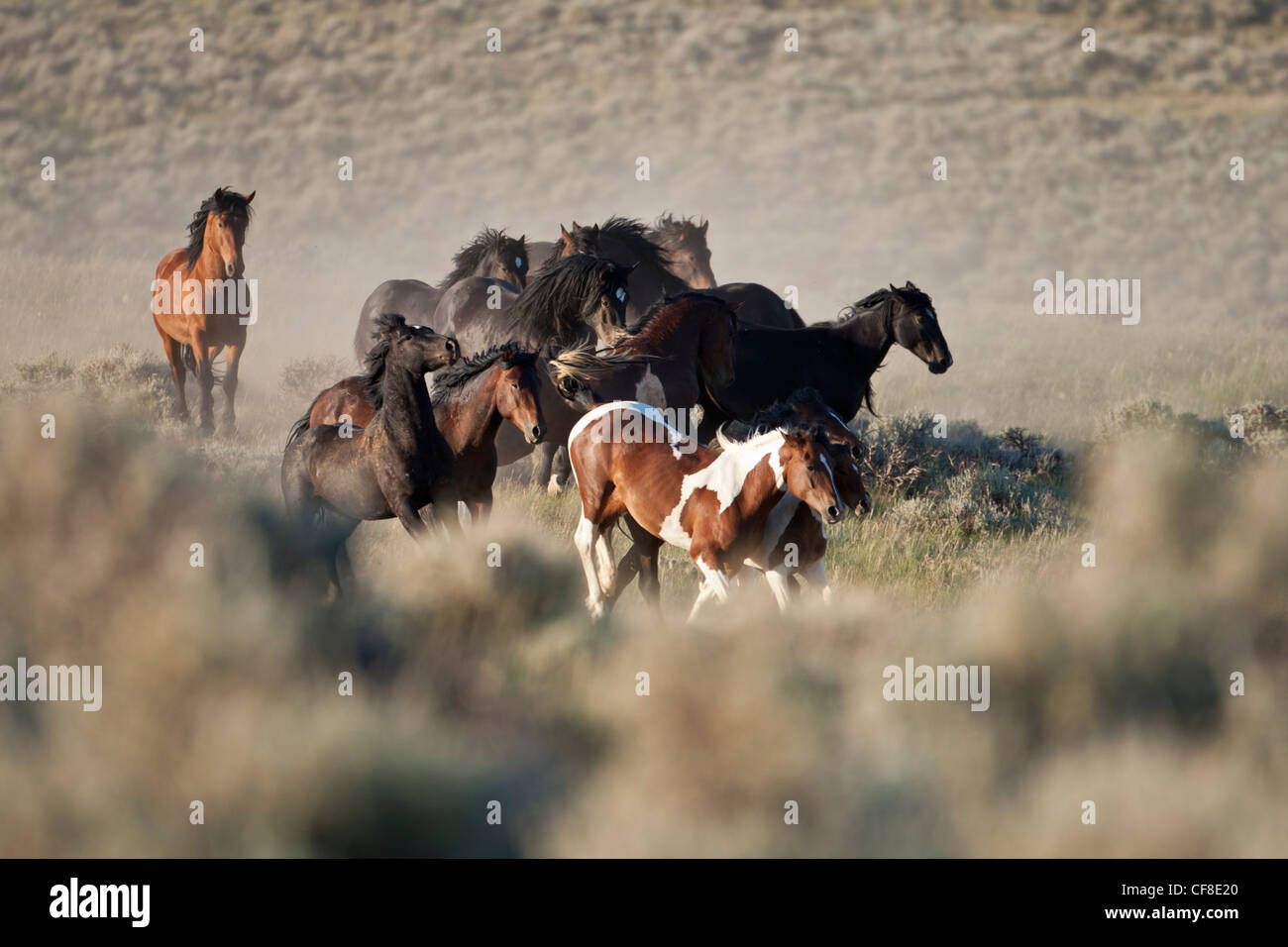 Troupeau de mustangs sauvages dans l'ouest du Wyoming Banque D'Images