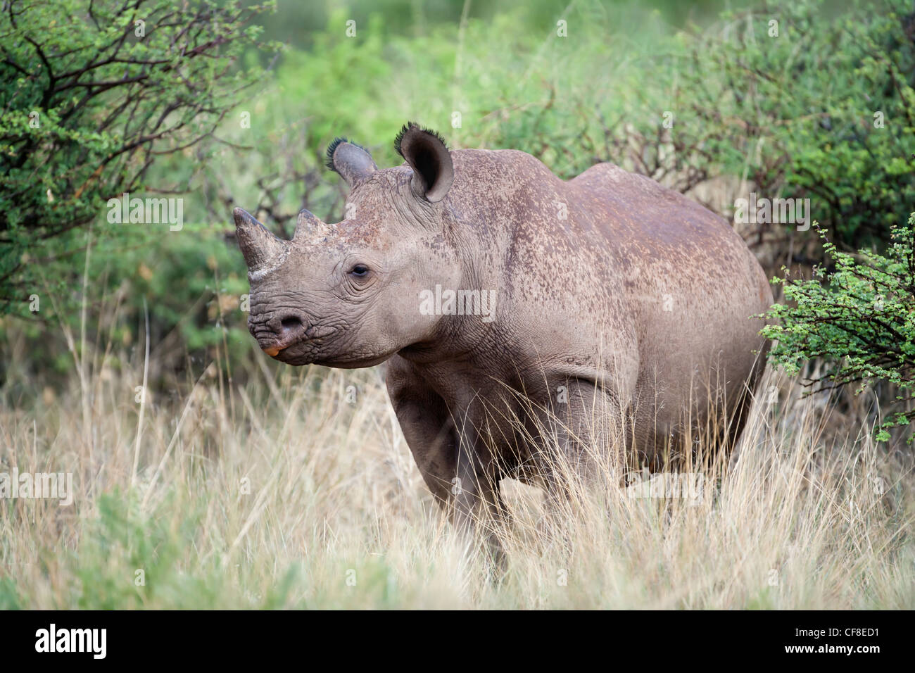 Rhinocéros noir Diceros bicornis, veau, Northern Cape, Afrique du Sud Banque D'Images