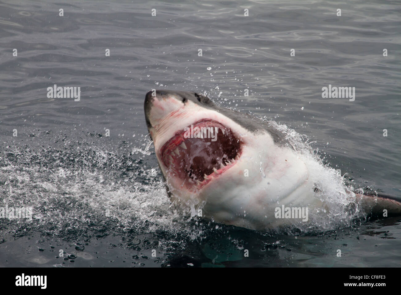 Grand requin blanc attaque Banque D'Images