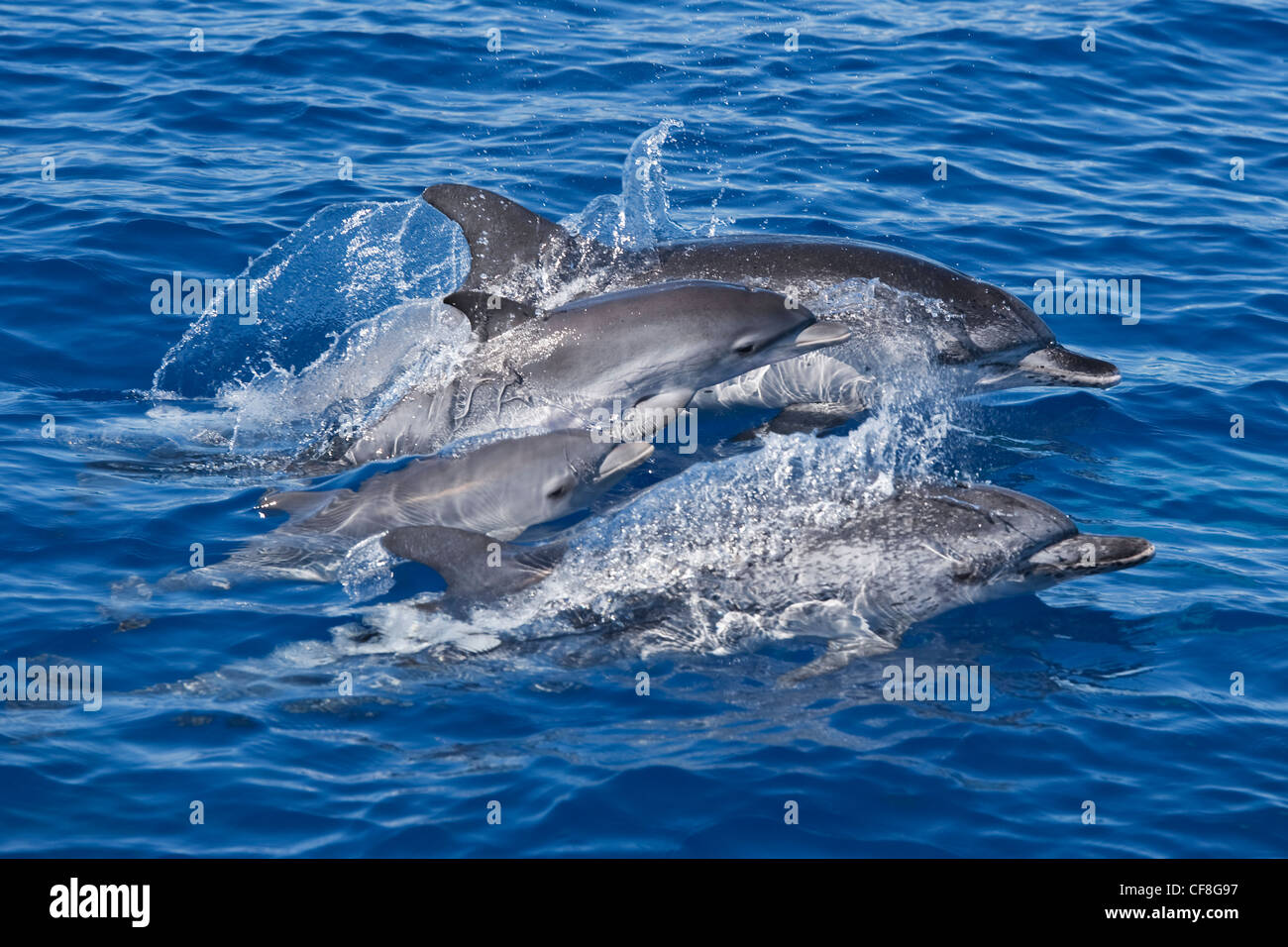 Groupe de dauphins tachetés de l'Atlantique (Stenella frontalis) deux femelles adultes et deux jeunes animaux. Açores, Océan Atlantique Banque D'Images