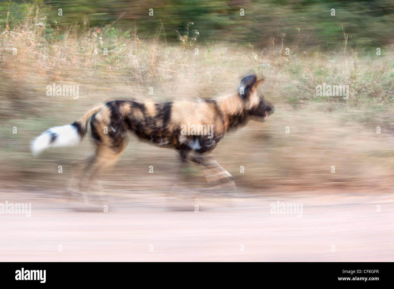 Chien sauvage d'Afrique, Lycaon pictus, chasse, Kruger National Park, Afrique du Sud Banque D'Images