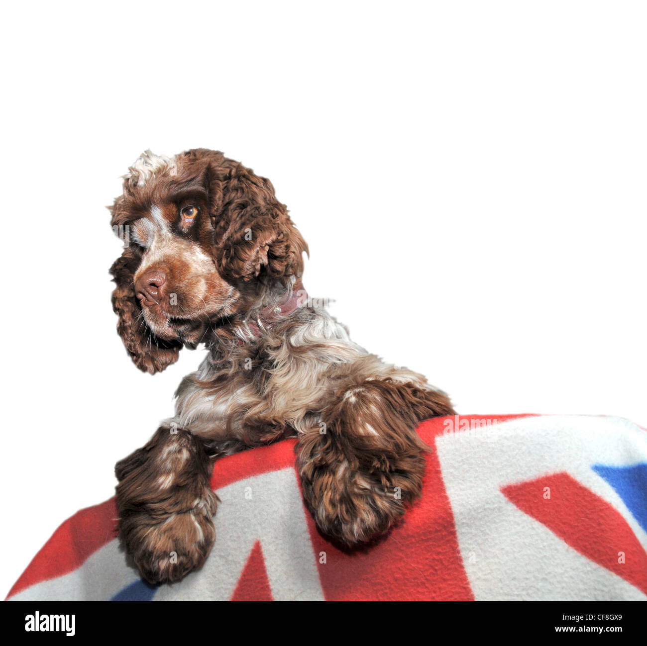 Un jeune chien cocker brun regarde vers le bas et plus d'un dossier de chaise drapé d'une Union jack flag. Banque D'Images