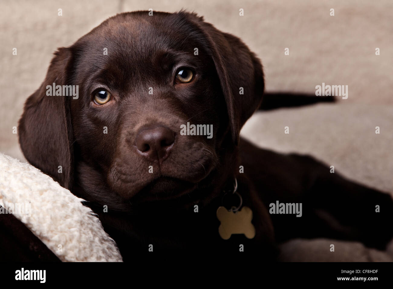 Chiot labrador Chocolat Banque D'Images