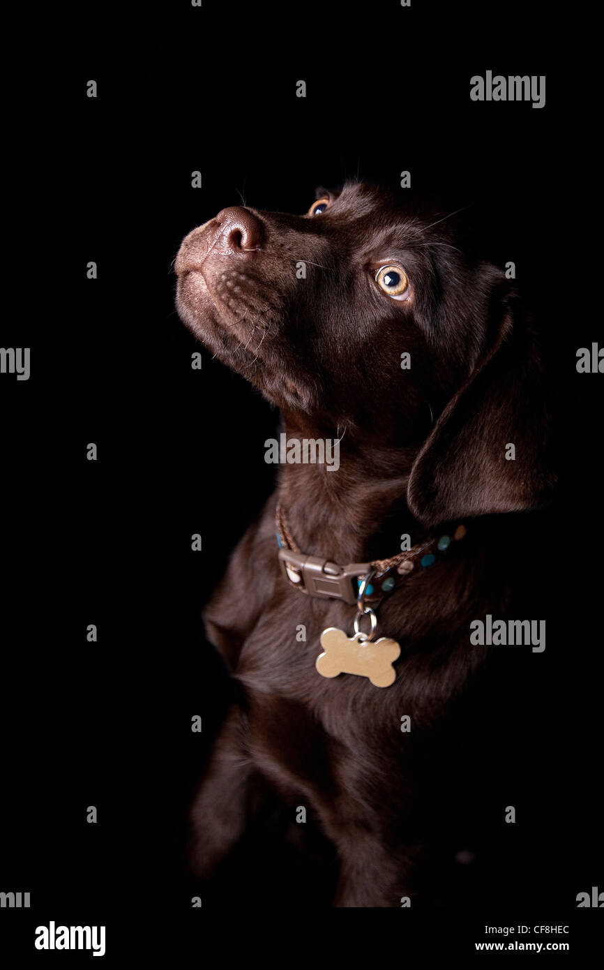 Chiot labrador Chocolat Banque D'Images
