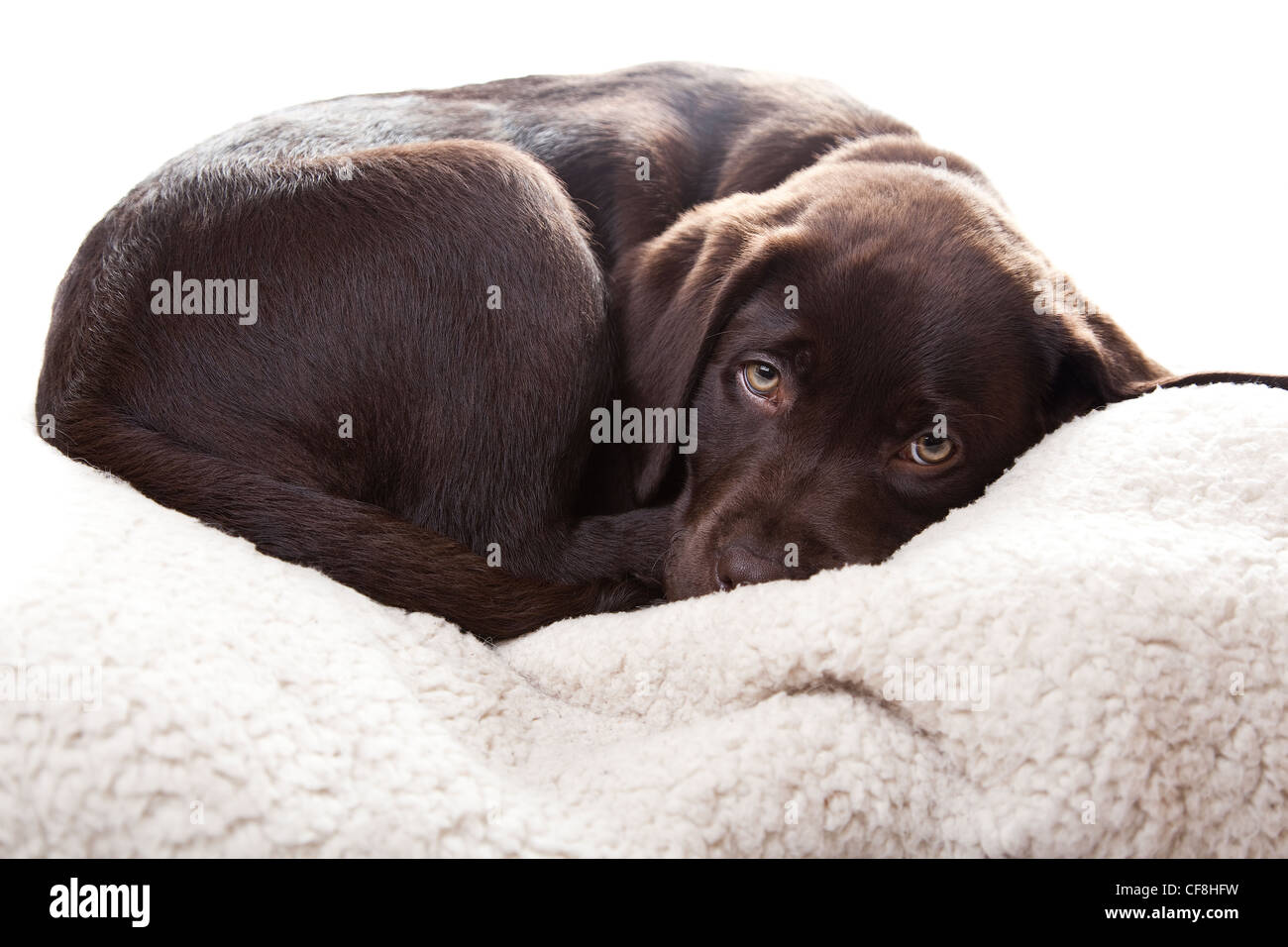 Chiot labrador Chocolat Banque D'Images