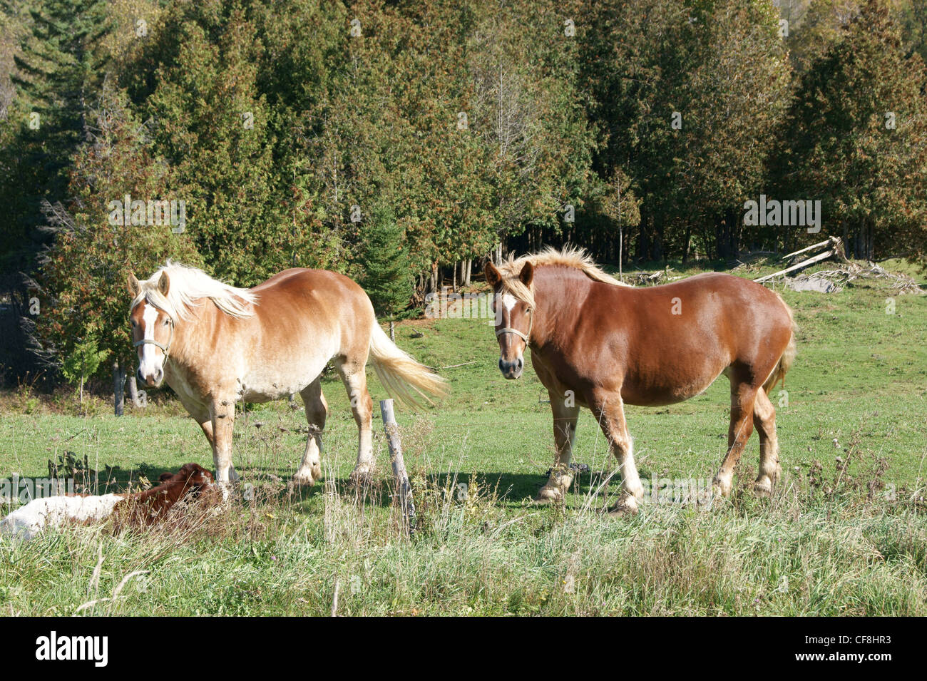 Chevaux de trait, peut-être belge à Dixmont, Maine. Banque D'Images