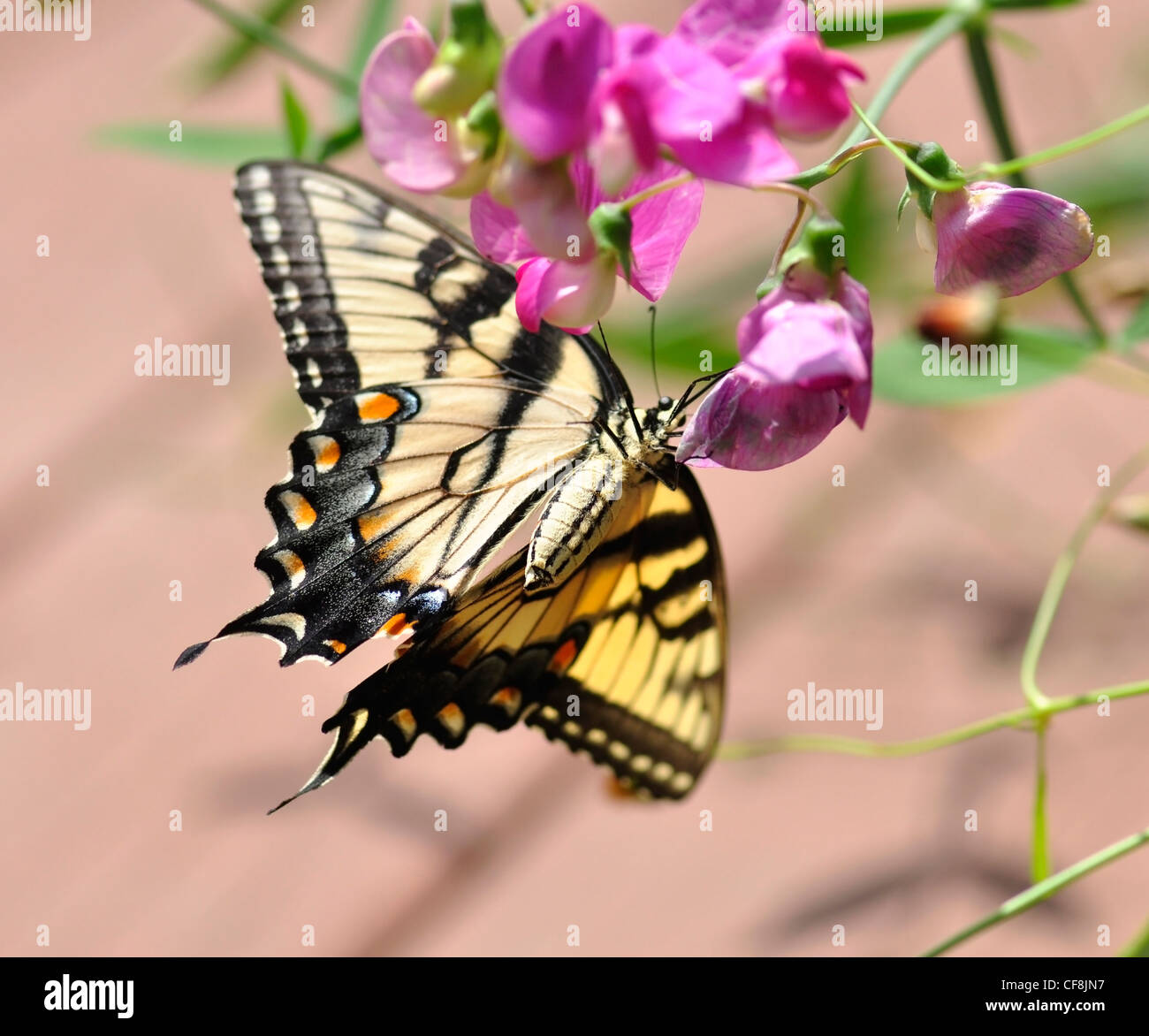 Un papillon jaune sur les petits pois fleurs Banque D'Images