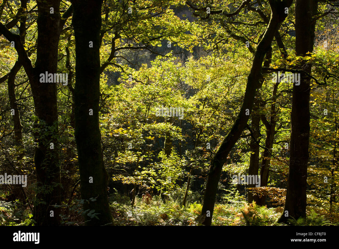 Hardcastle Crags près de Hebden Bridge, West Yorkshire ; à l'automne. Banque D'Images