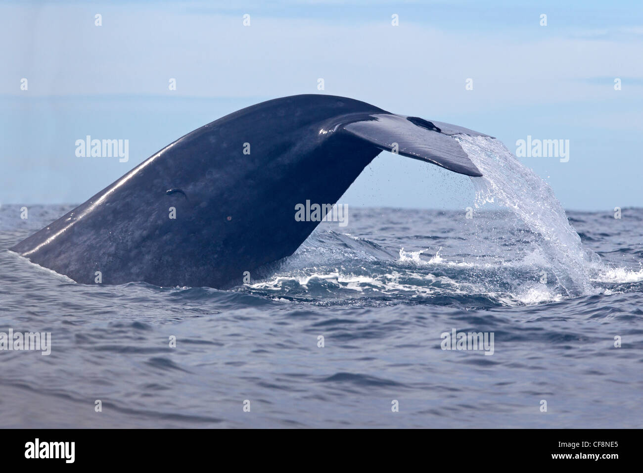 La baleine bleue avec queue soulevée hors de l'eau Banque D'Images
