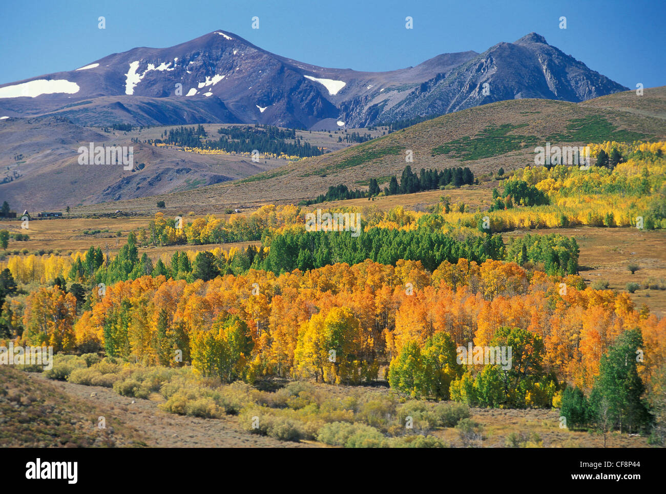 L'automne, de peuplier faux-tremble, l'est de la Sierra, Conway Sommet, California, USA, United States, l'Amérique, le tremble, l'automne, l'automne, coloré, arbre Banque D'Images