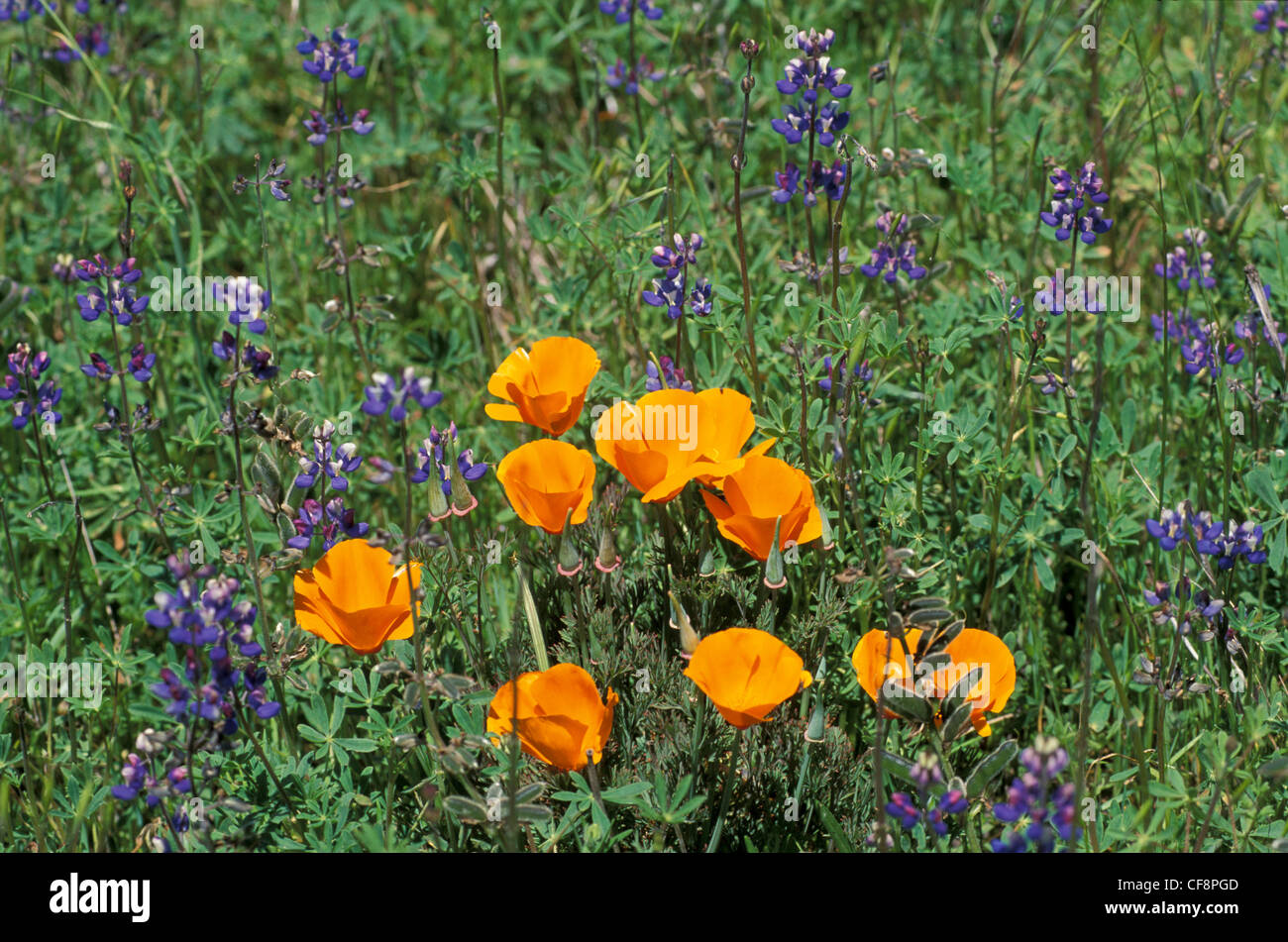 Pavot de Californie, près de Blue Bonnets, Arcata, Californie, USA, United States, Amérique, coquelicot, fleur, fleurs Banque D'Images