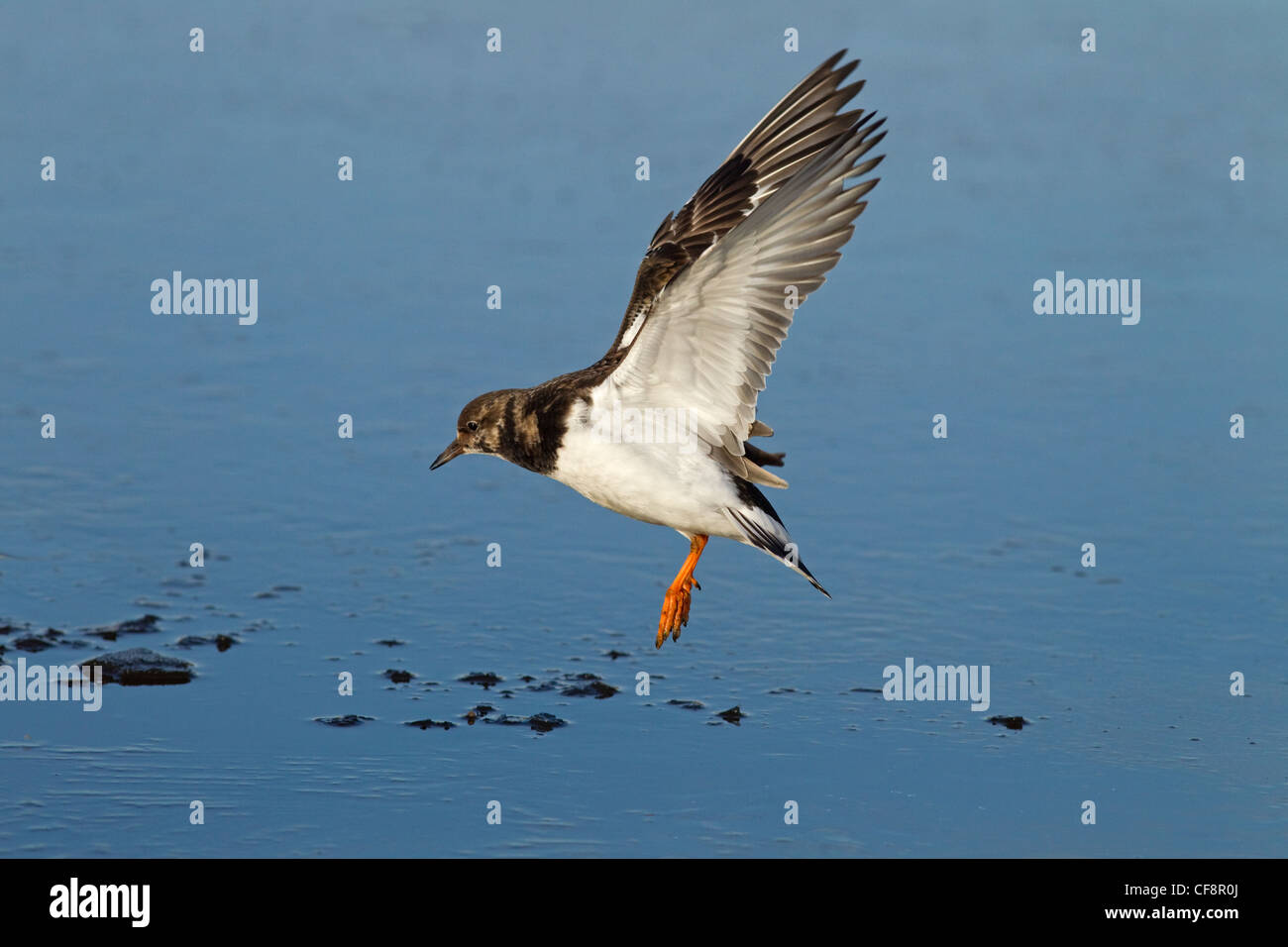 Turnstone Arenaria interpres décollant de frozen pool côtières Décembre Norfolk Banque D'Images