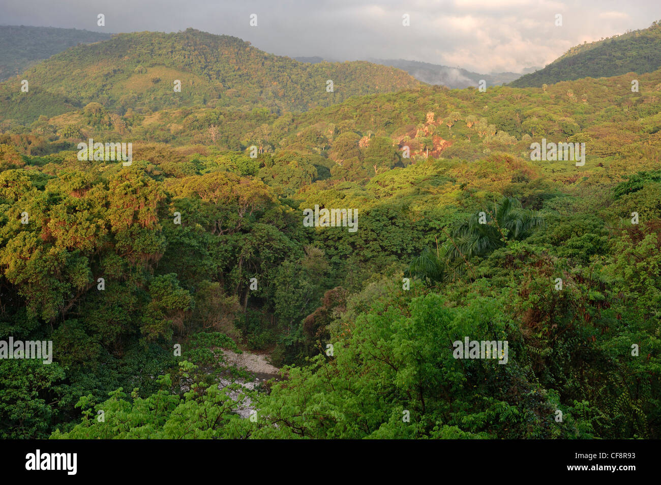 Bahoruco, Barahona, République dominicaine, Caraïbes, forêt tropicale, forêt tropicale, vue, Banque D'Images