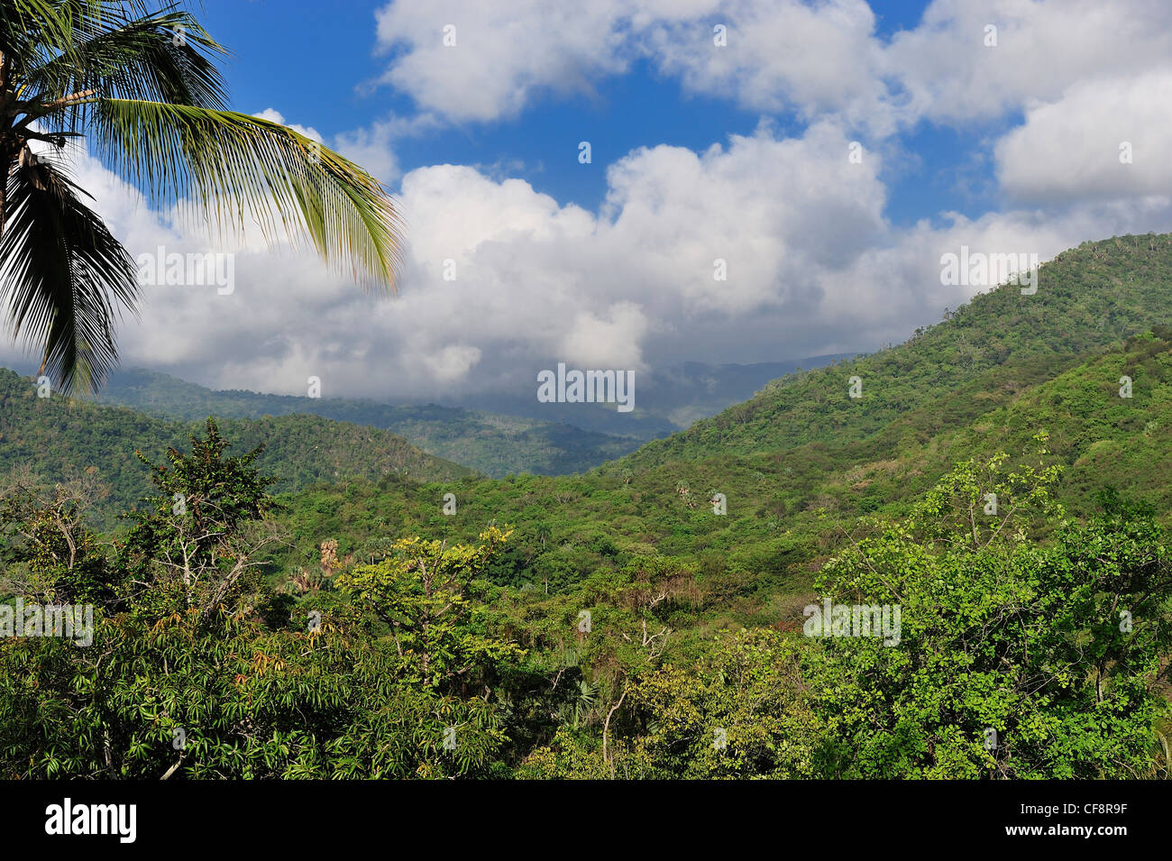 Bahoruco, Barahona, République dominicaine, Caraïbes, forêt tropicale, forêt tropicale, vue, Banque D'Images