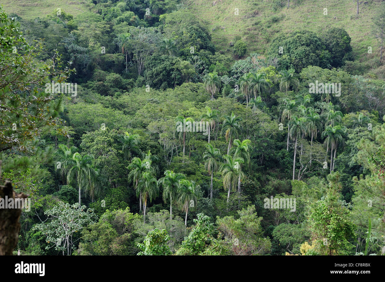Paysage, Manabao, République dominicaine, Caraïbes, forêt, forêt tropicale Banque D'Images