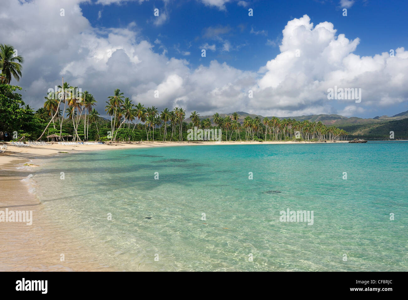 Palmiers, Playa Rincon, Las Galeras, Samana, République dominicaine, Caraïbes, plage, côte, voyages, vacances, Banque D'Images