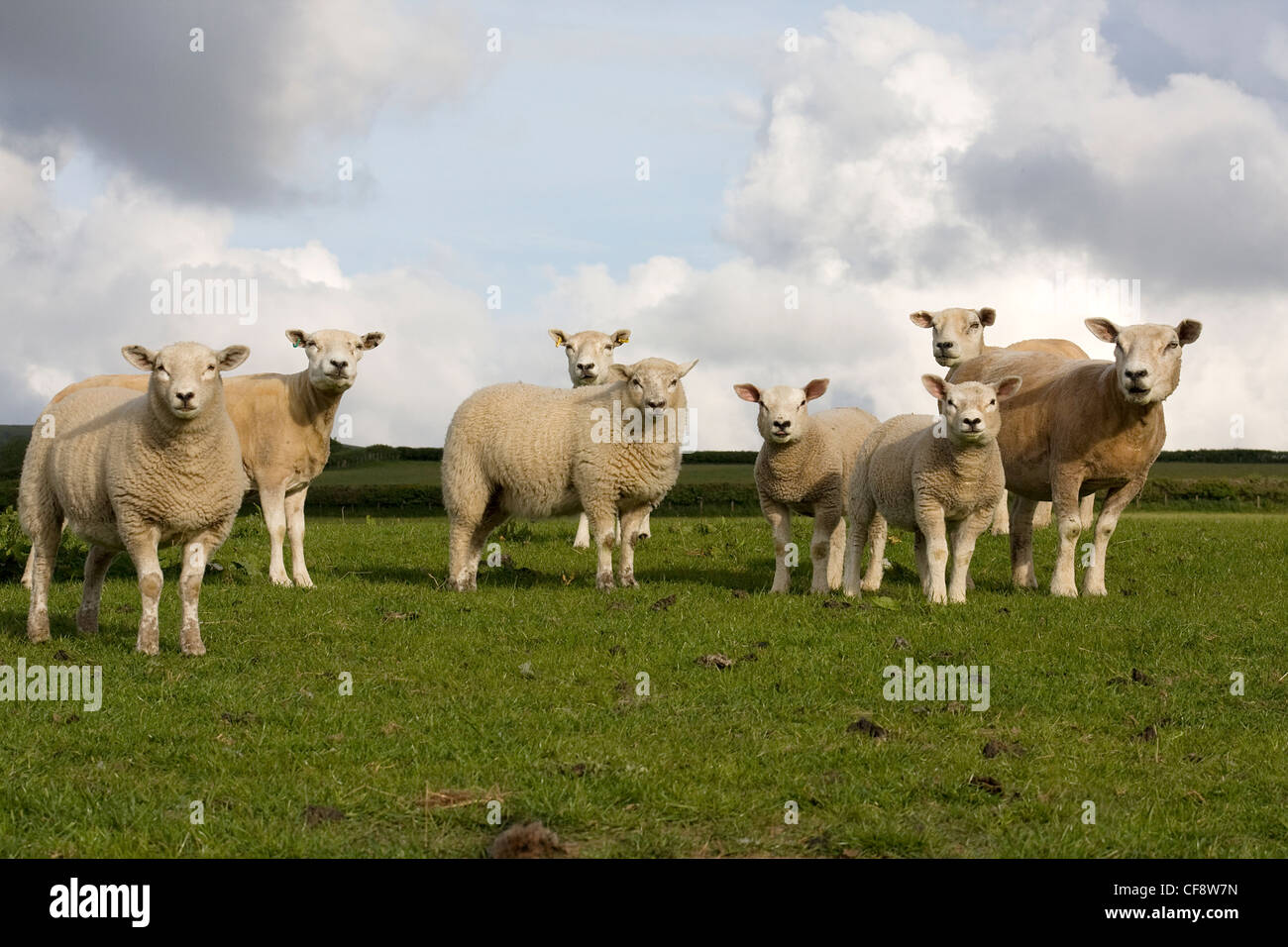 Un troupeau de moutons Loegel Jet dans les domaines de Carmarthenshire. Banque D'Images
