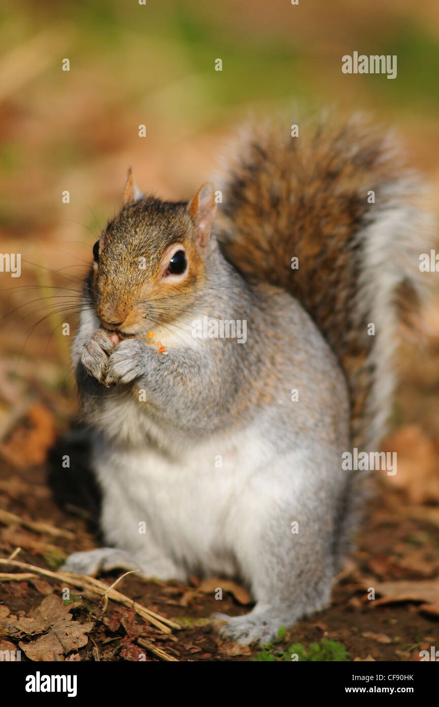 Un écureuil gris de manger quelque chose dans ses pattes UK Banque D'Images