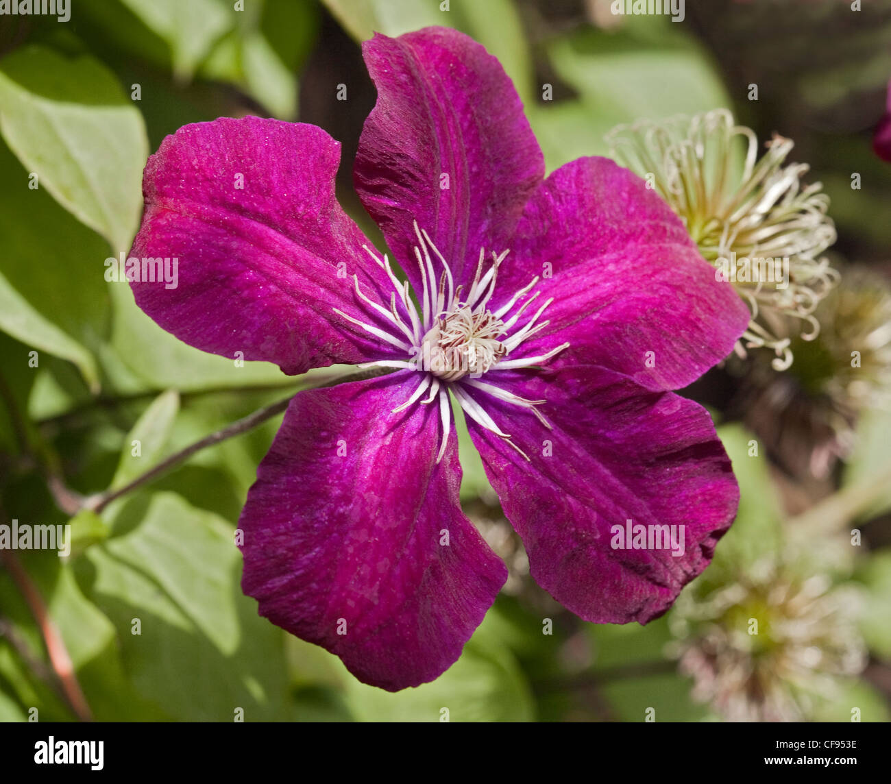 Clematis Caridinal Rouge Banque D'Images