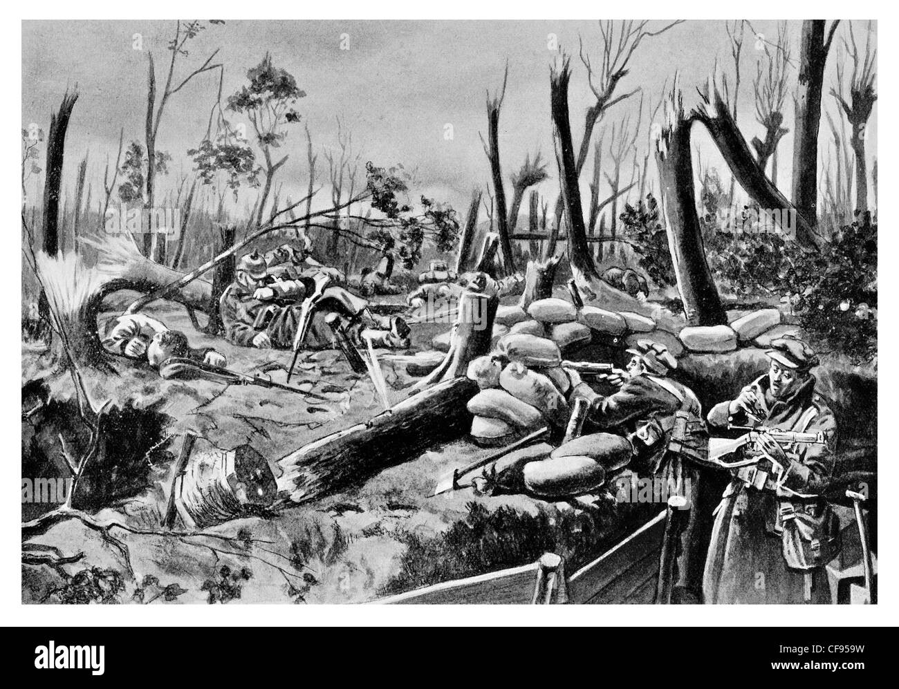 Bois près de Ypres arbres brisés tranchée Banque D'Images