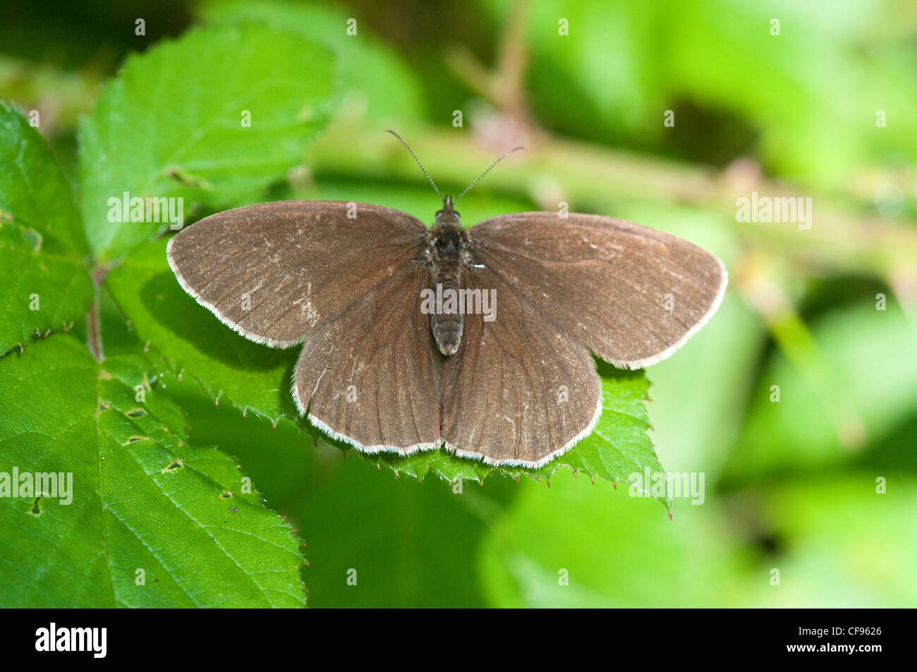 Ringlet butterfly Banque D'Images
