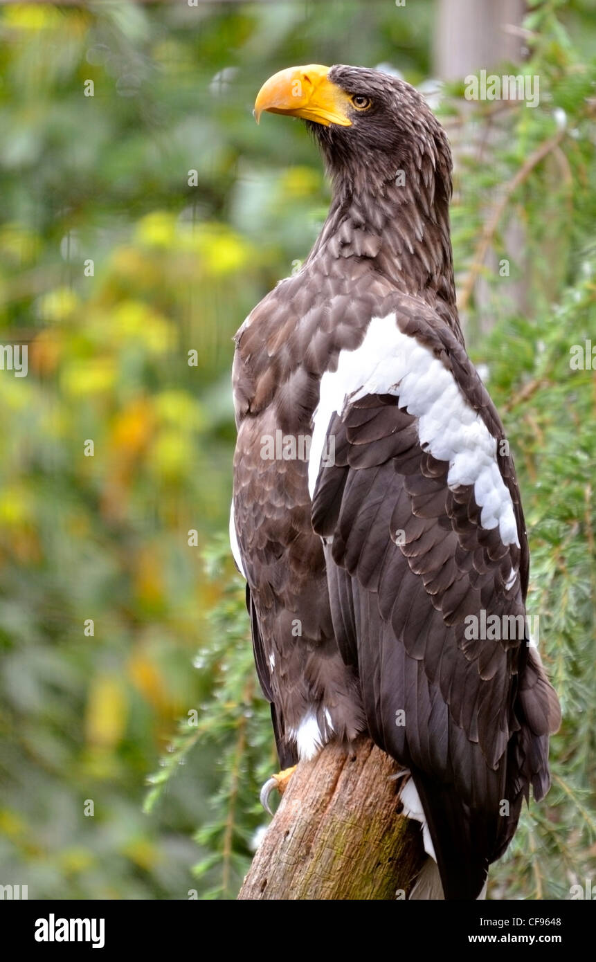 L'aigle de mer de Steller (Haliaeetus pelagicus) sur une branche vu de profil Banque D'Images