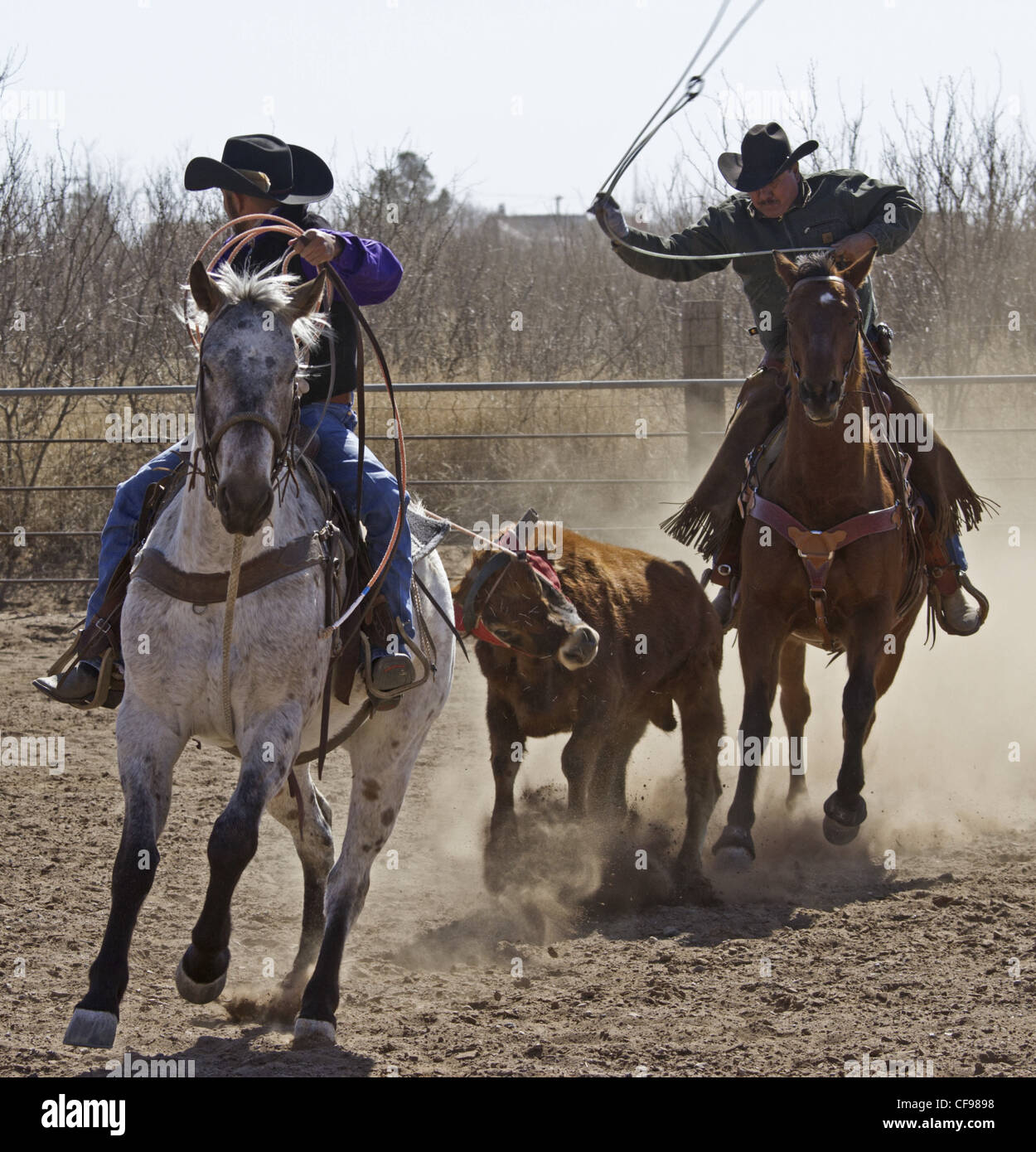Team roping événement dans une petite ville de l'ouest du Texas. Banque D'Images