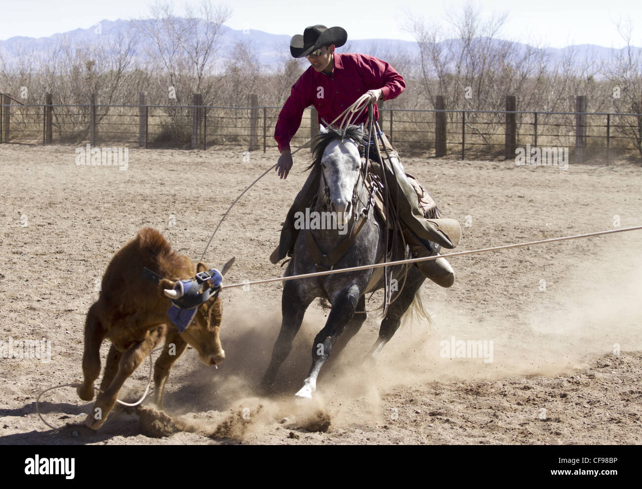 Team roping événement dans une petite ville de l'ouest du Texas. Banque D'Images