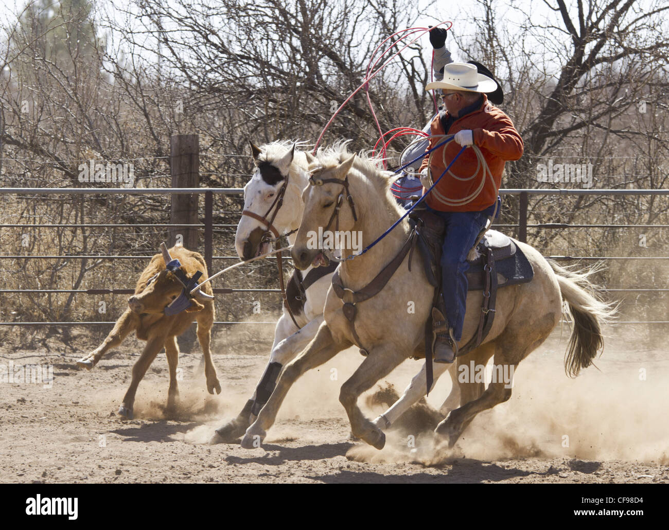 Team roping événement dans une petite ville de l'ouest du Texas. Banque D'Images