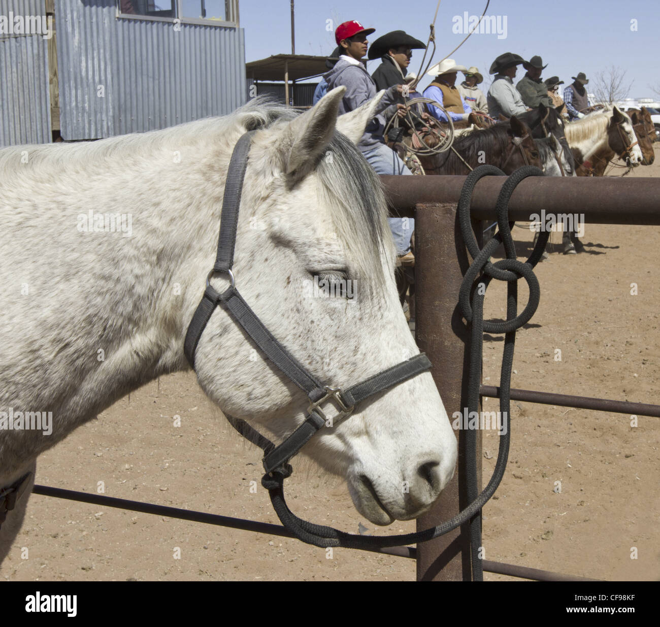 Team roping événement dans une petite ville de l'ouest du Texas. Banque D'Images