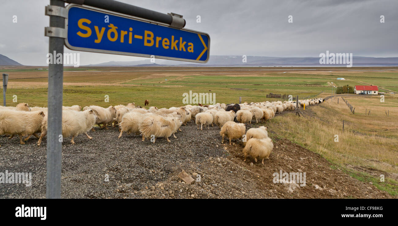 L'élevage de moutons troupeau de moutons d'être transportés à la grange, Skagafjordur, Islande Banque D'Images