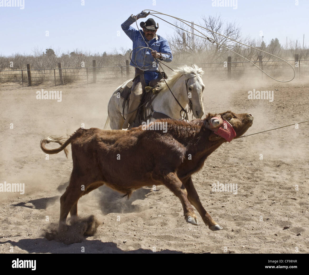 Team roping événement dans une petite ville de l'ouest du Texas. Banque D'Images