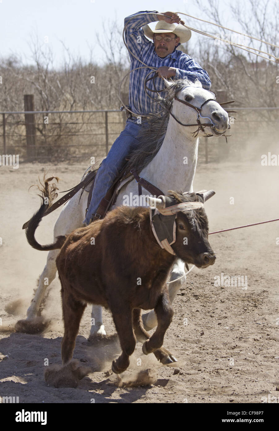 Team roping événement dans une petite ville de l'ouest du Texas. Banque D'Images