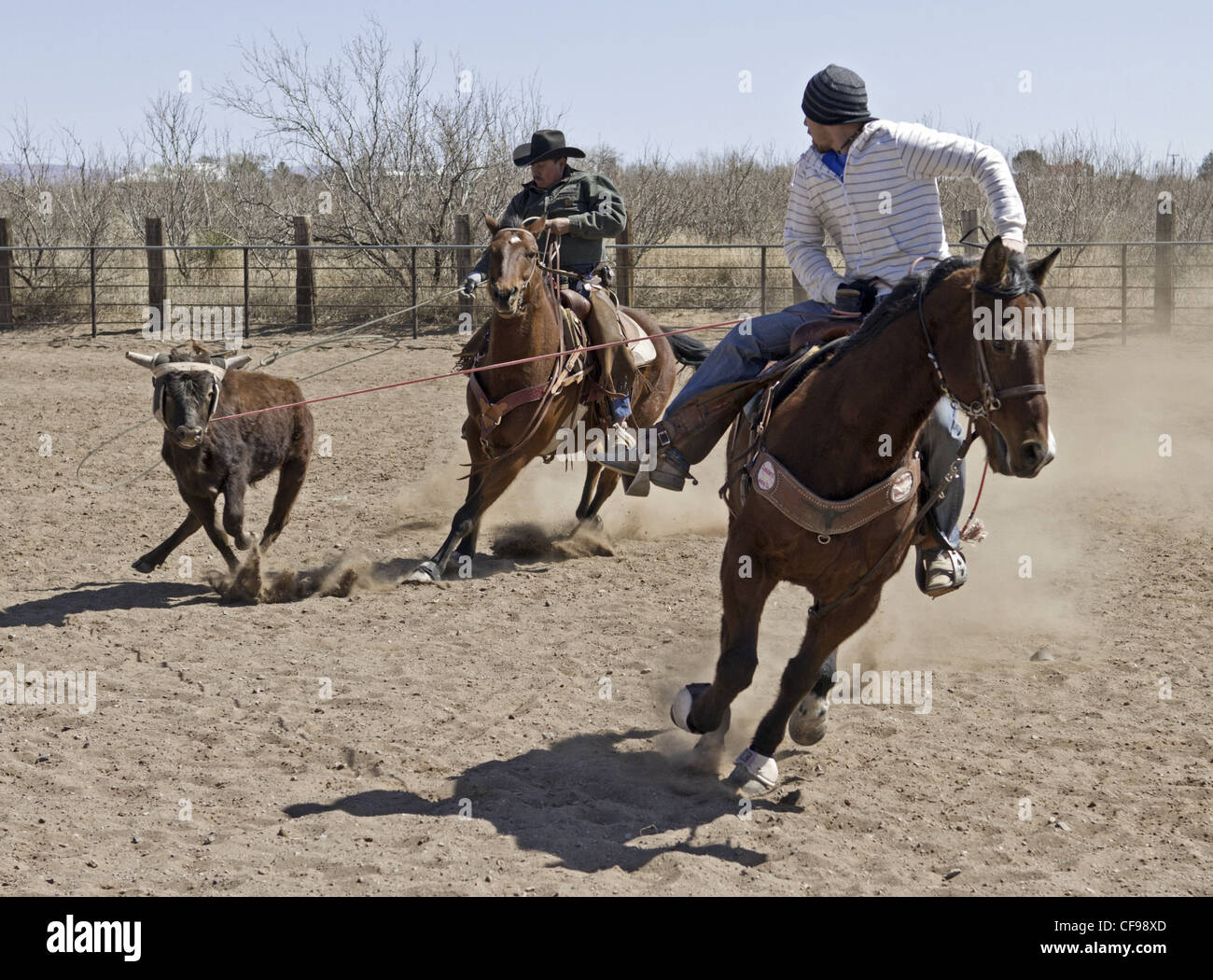 Team roping événement dans une petite ville de l'ouest du Texas. Banque D'Images