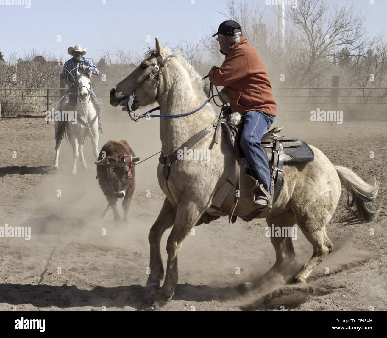 Team roping événement dans une petite ville de l'ouest du Texas. Banque D'Images