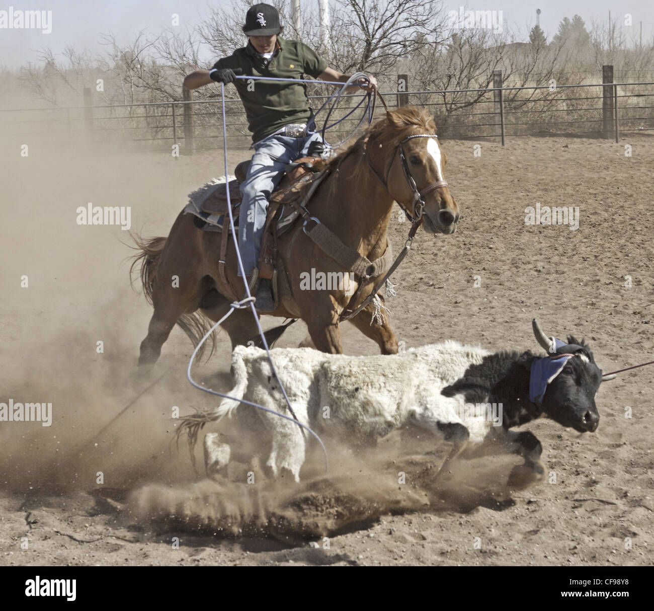 Team roping événement dans une petite ville de l'ouest du Texas. Banque D'Images