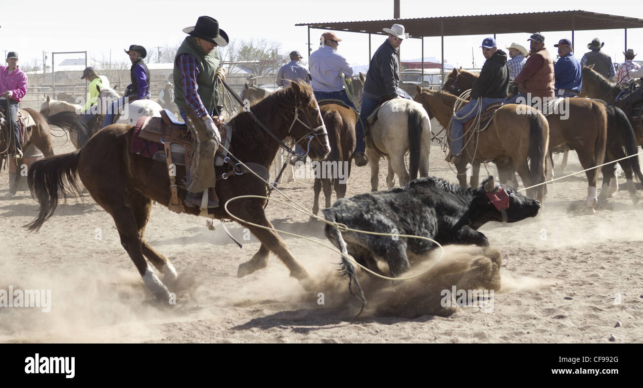 Team roping événement dans une petite ville de l'ouest du Texas. Banque D'Images