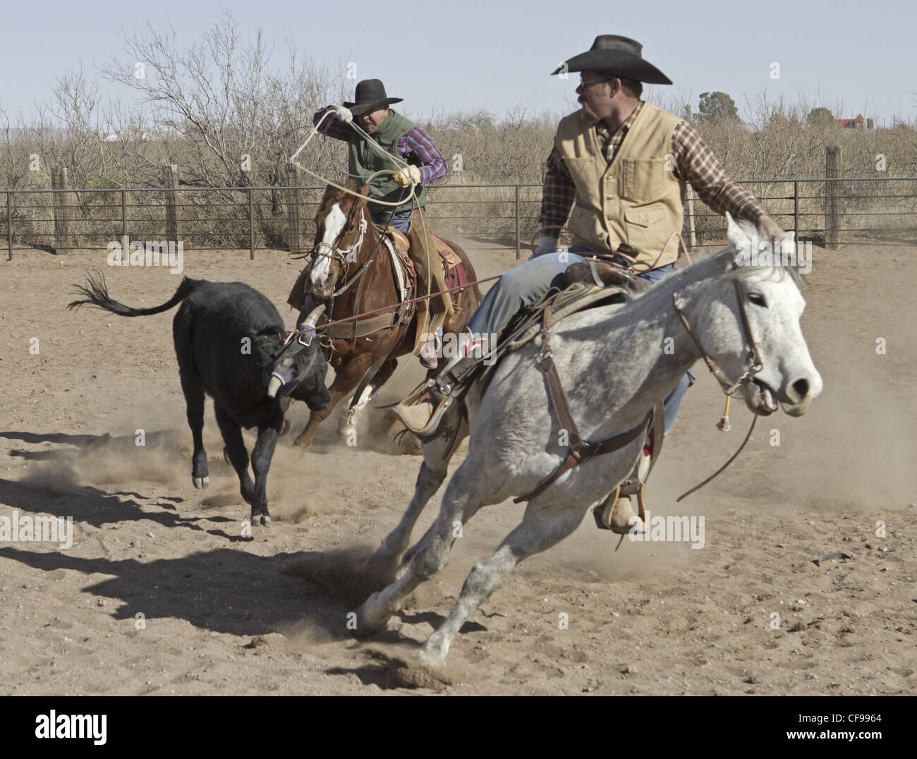 Team roping événement dans une petite ville de l'ouest du Texas. Banque D'Images