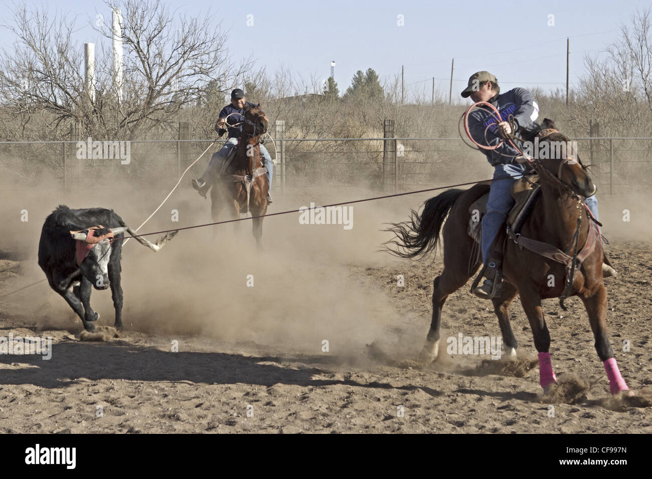 Team roping événement dans une petite ville de l'ouest du Texas. Banque D'Images