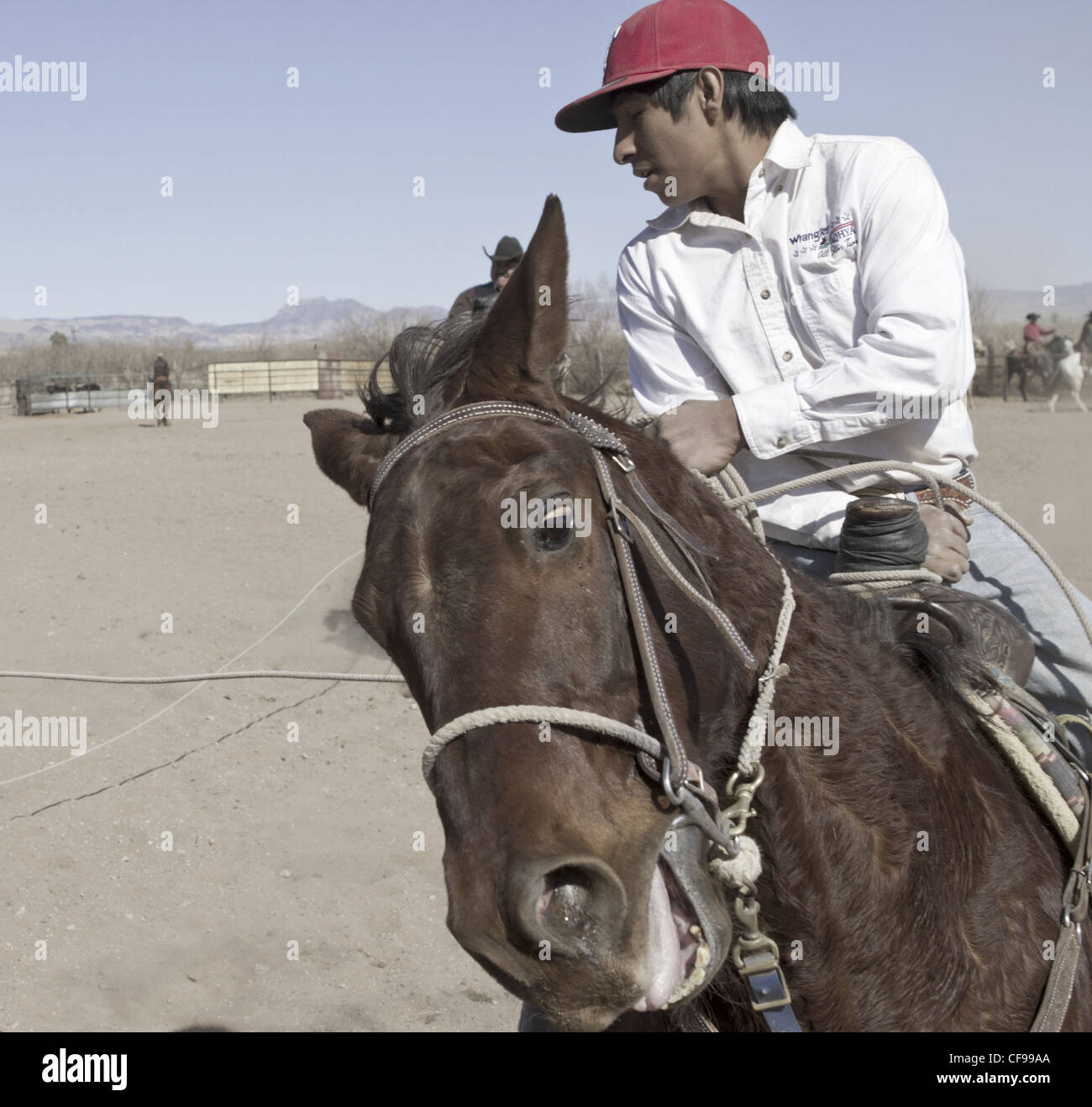 Team roping événement dans une petite ville de l'ouest du Texas. Banque D'Images