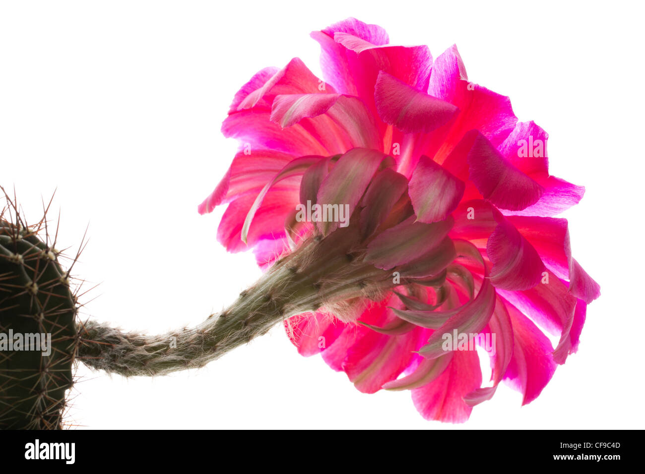 Echinopsis 'Lipstick' (hybride de Schick) Banque D'Images