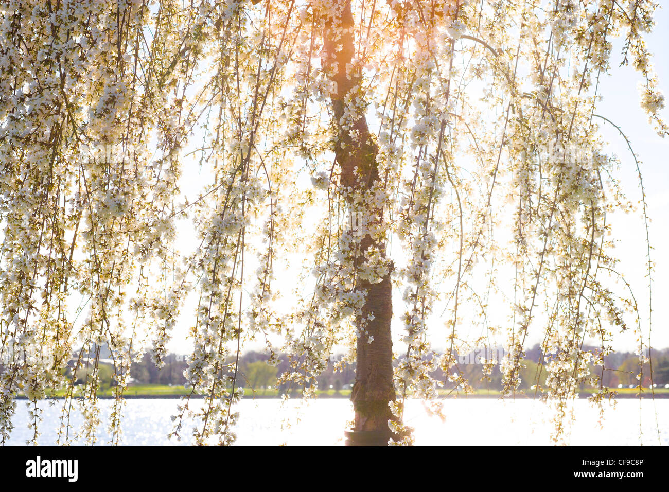 La rivière Potomac à Washington DC. La lumière du soleil qui brillait à travers les branches d'un arbre en fleur de cerisier pleureur pointe pleine floraison. Banque D'Images