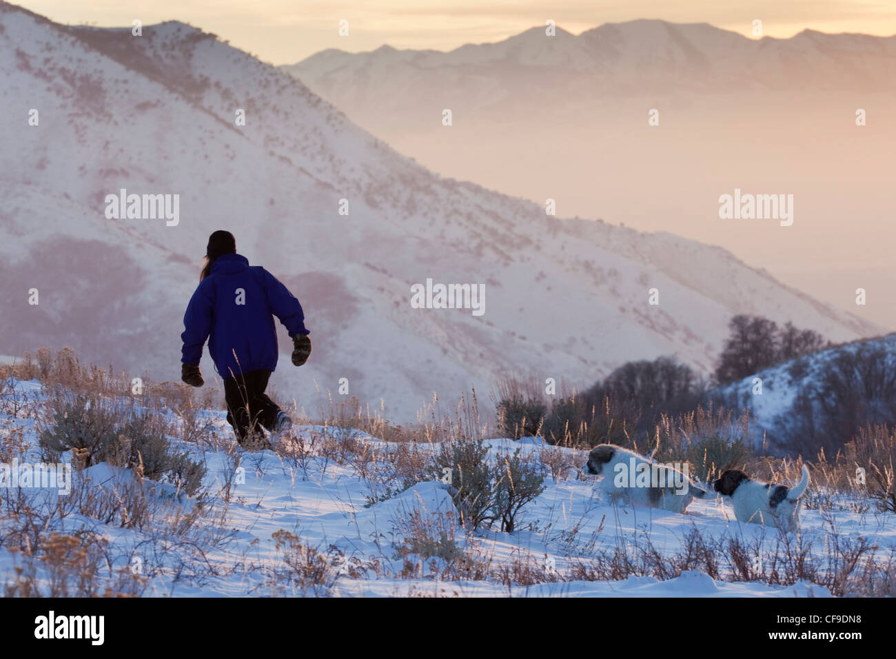 Deux chiots mâtin des Pyrénées à la suite d'une femme à travers la neige dans les montagnes au-dessus de Salt Lake City, Utah. Banque D'Images